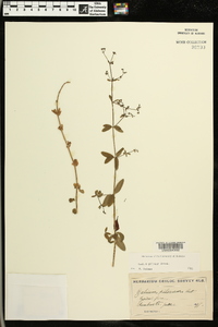 Galium pilosum image