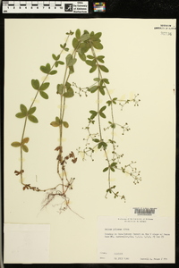 Galium pilosum image