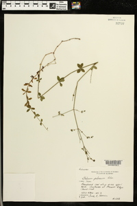 Galium pilosum image