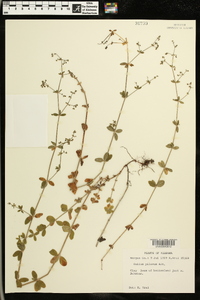 Galium pilosum image