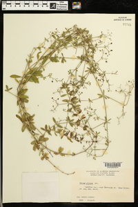 Galium pilosum image