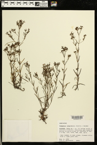 Hedyotis longifolia image