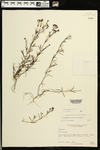 Stenaria nigricans var. nigricans image