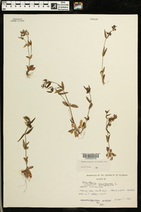 Houstonia purpurea image