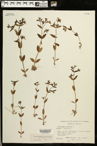 Houstonia purpurea var. calycosa image