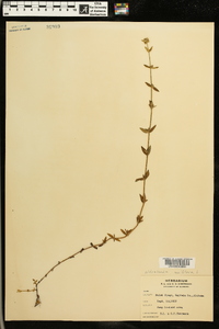 Oldenlandia uniflora image