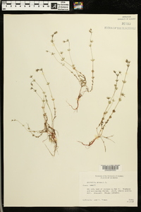 Sherardia arvensis image