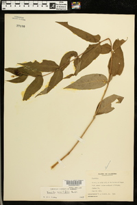 Diervilla sessilifolia image