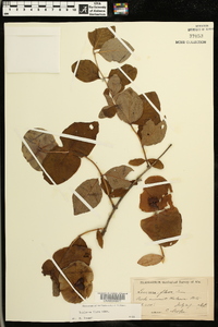 Lonicera flava image