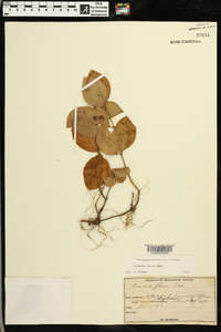 Lonicera flava image