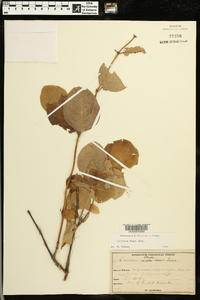 Lonicera flava image