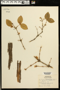 Lonicera fragrantissima image