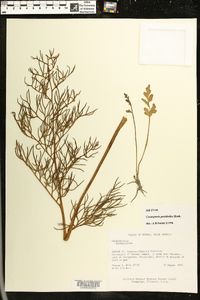 Ceratopteris pteridoides image