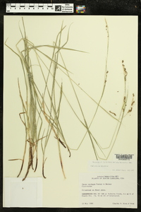 Carex oxylepis image