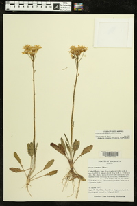 Packera tomentosa image