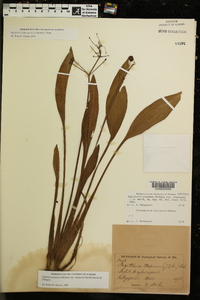 Sagittaria chapmanii image