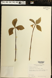 Trillium catesbaei image