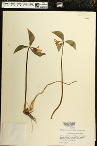 Trillium catesbaei image