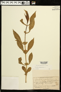 Triosteum angustifolium image