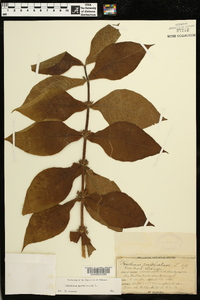 Triosteum perfoliatum image