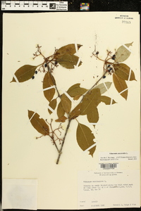 Viburnum cassinoides image