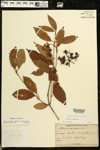 Viburnum cassinoides image