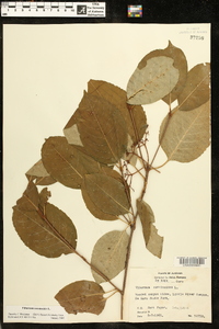 Viburnum cassinoides image