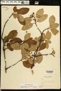 Viburnum cassinoides image