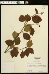 Viburnum dentatum var. lucidum image