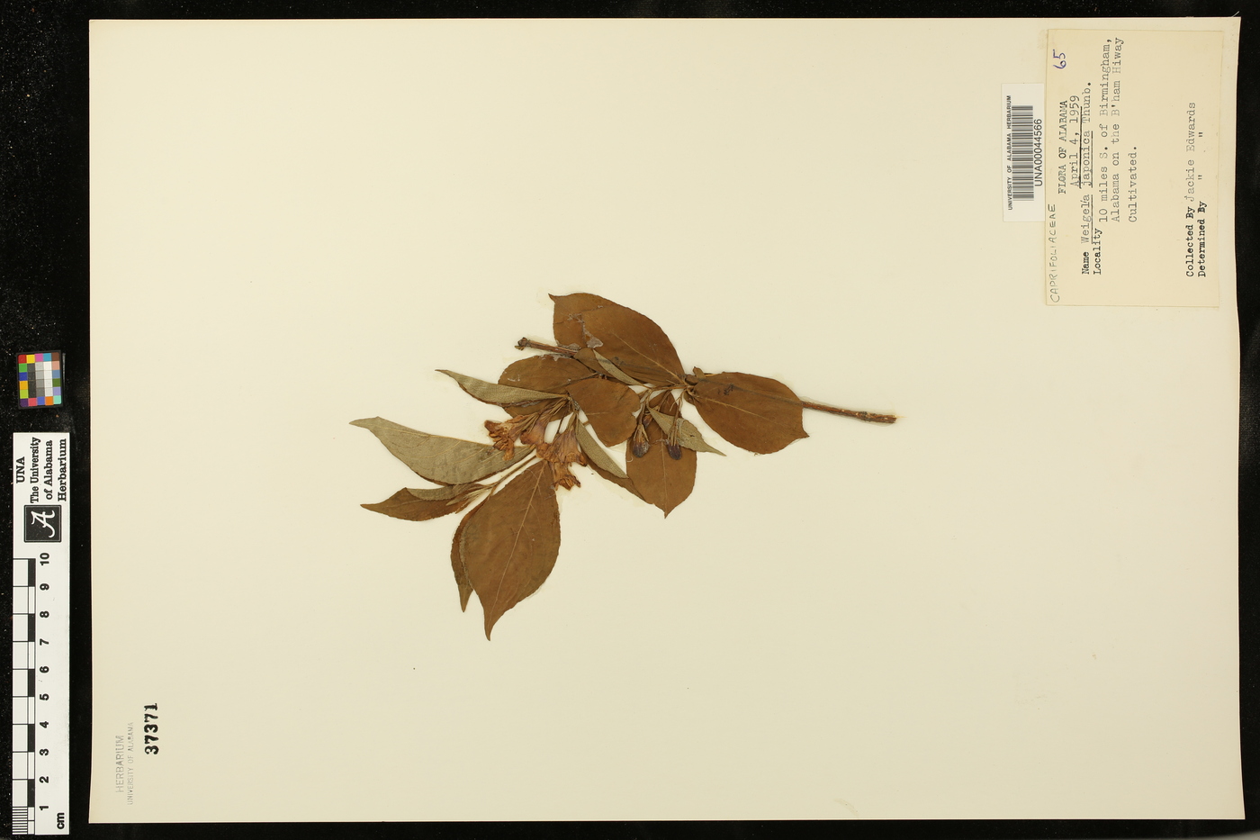 Weigela japonica image