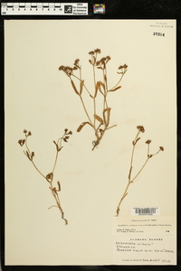 Valerianella locusta image