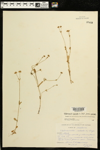 Valerianella radiata f. radiata image