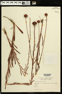 Balduina uniflora image