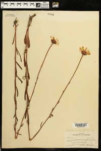 Balduina uniflora image