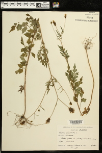 Bidens bipinnata image