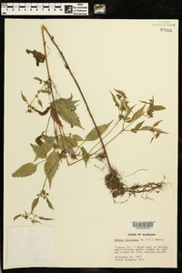 Bidens discoidea image