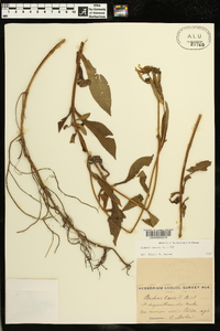 Bidens laevis image