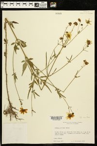 Bidens polylepis image