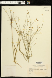 Boltonia caroliniana image