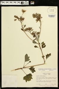 Arnoglossum atriplicifolium image