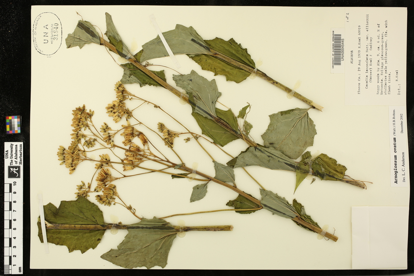 Arnoglossum ovatum image
