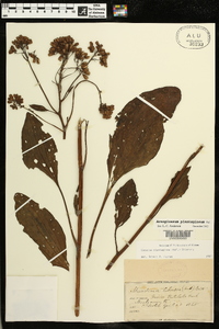 Arnoglossum plantagineum image