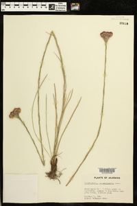 Carphephorus pseudoliatris image