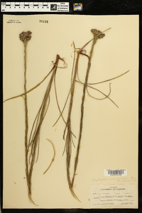 Carphephorus pseudoliatris image