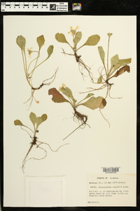 Chrysogonum australe image