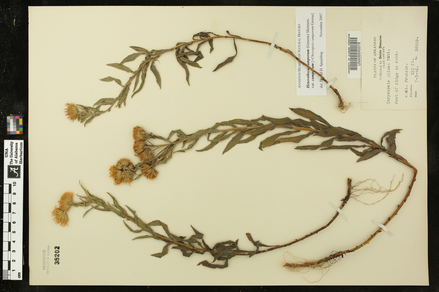 Heterotheca camporum var. camporum image