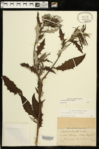 Cirsium carolinianum image