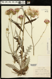 Cirsium carolinianum image