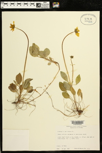 Coreopsis auriculata image