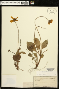 Coreopsis auriculata image